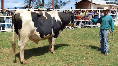 ganado de feria ganado de feria