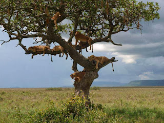 Tanzania National Parks