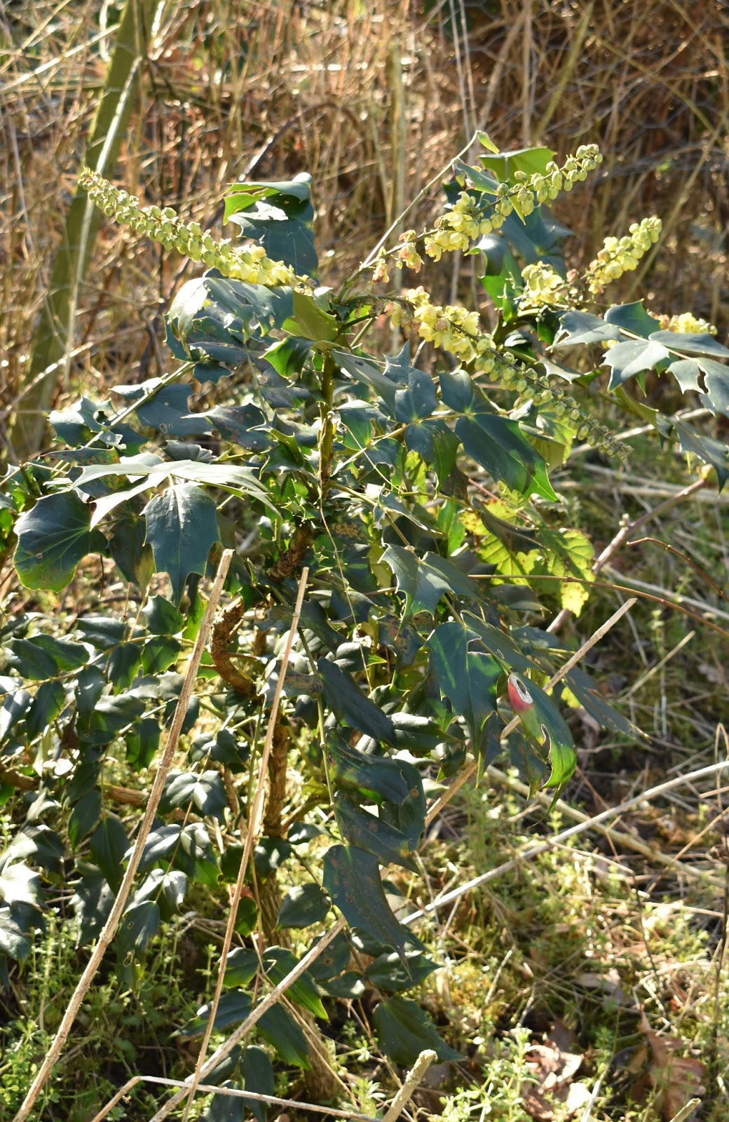 Yellow Gardens Bush Mahonia Shrubs