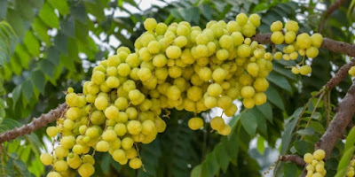 Manfaat Buah Cermai Manfaat Buah Cermai