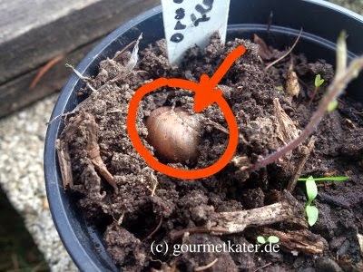 Schnecke in Topf