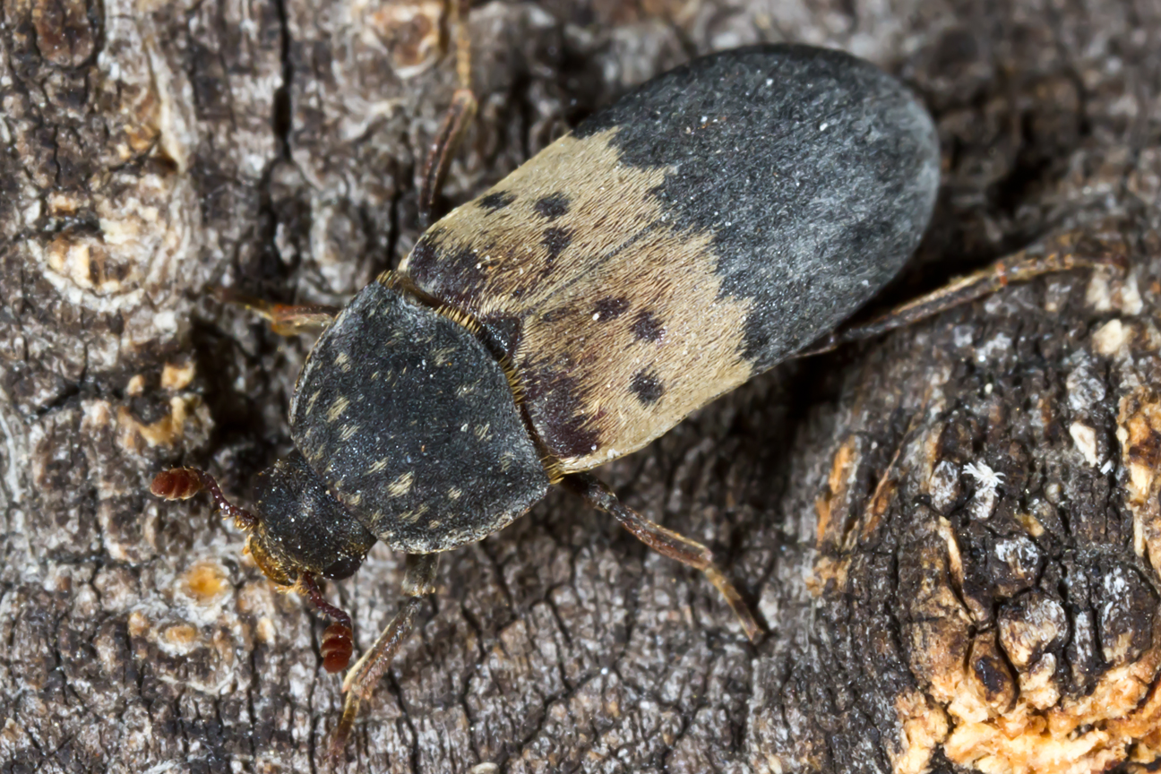 Harvey's Spiders n Stuff Larder Beetle Dermestes lardarius