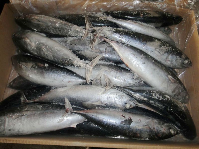 4 Skipjack Tuna Supplier Thailand Guides to Buy Tuna Skipjack Frozen