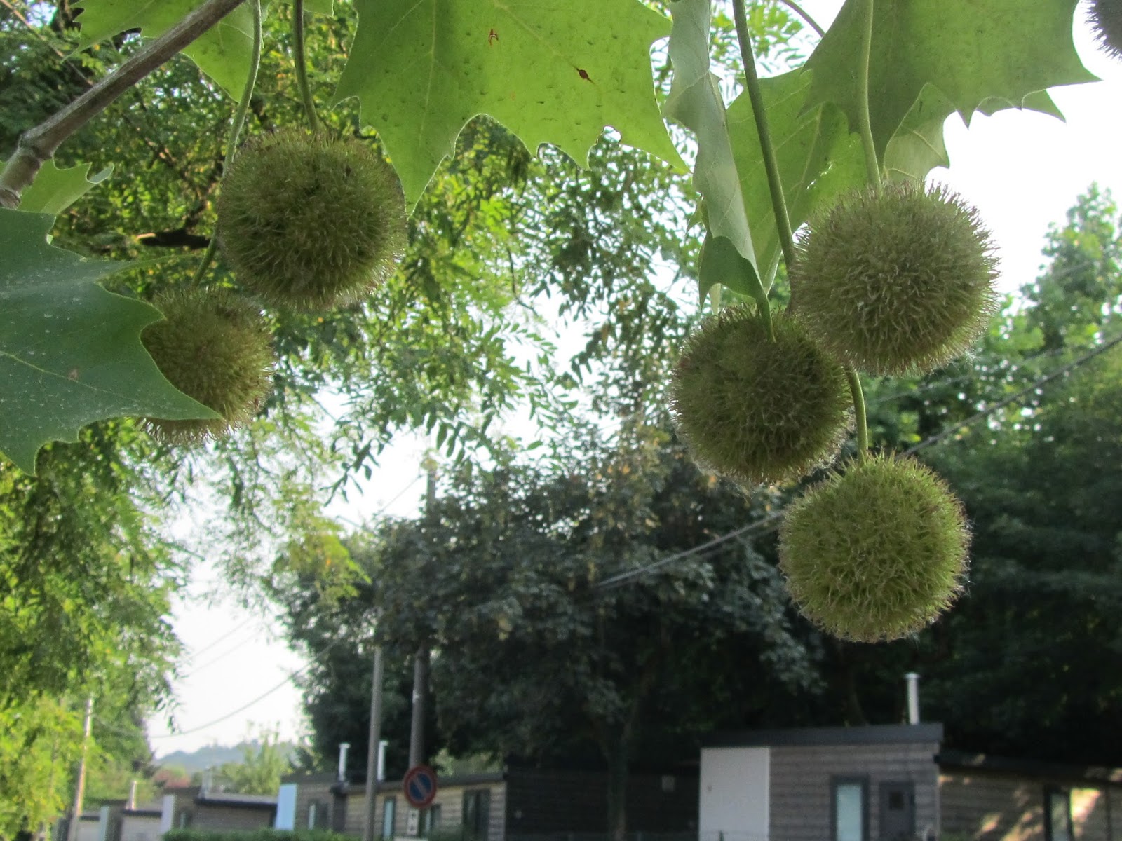 Platano (Platanus acerifolia), l'Albero più Diffuso in Città. Il Gusto Della Natura Platano (Platanus acerifolia), l'Albero più Diffuso in Città. Il Gusto Della Natura