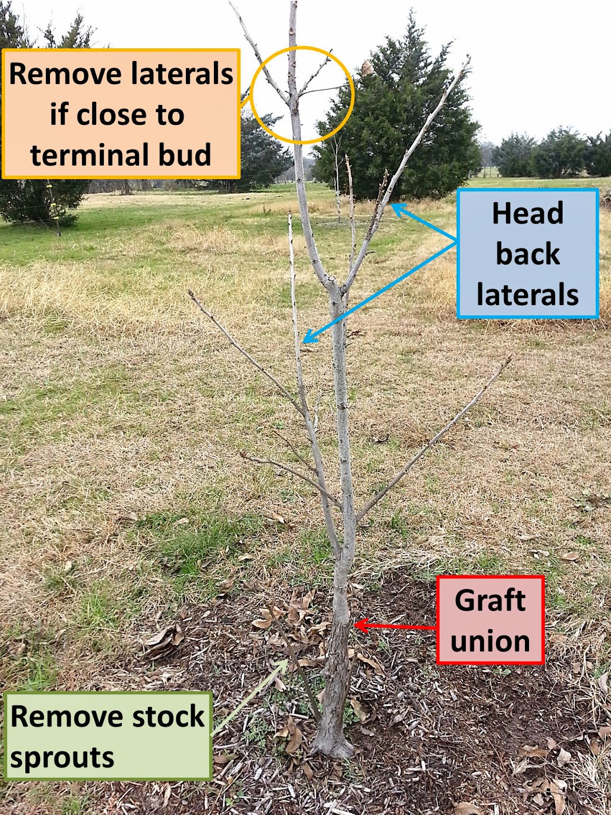 Northern Pecans: Pecan pruning answers