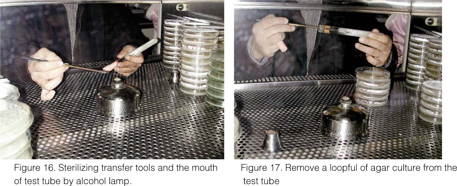 HOW TO MAKE OYSTER MUSHROOM GRAIN SPAWN IN A SIMPLE WAY
