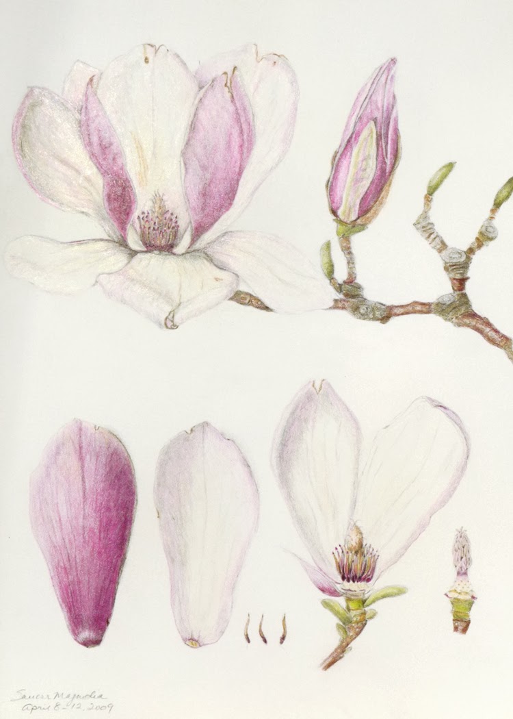 The Drawing Board Joyful Julie