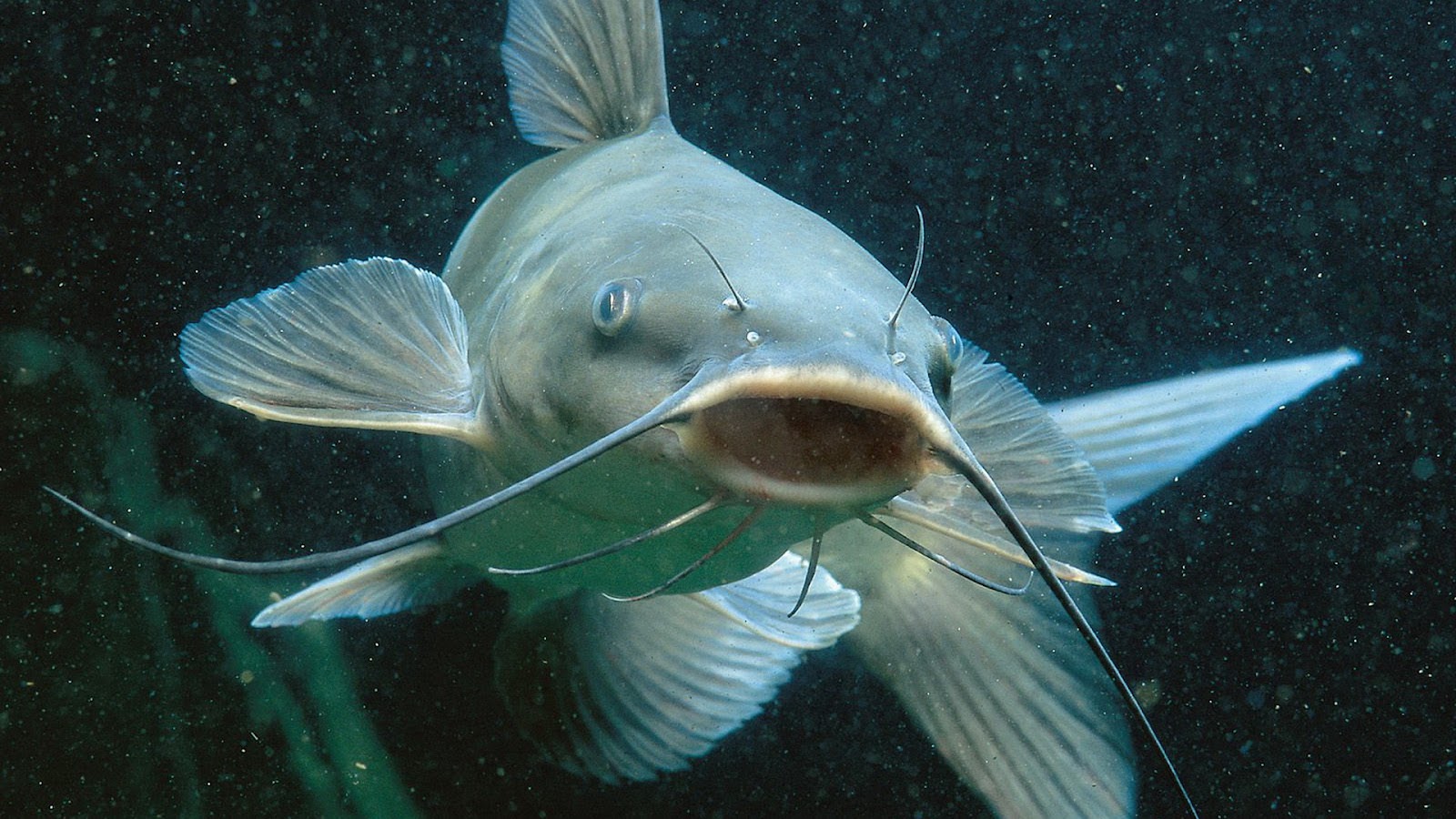 Catfish wild life planet