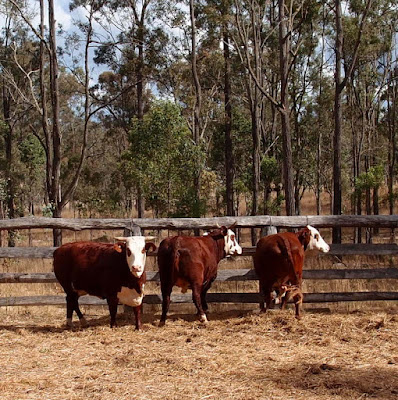 eight acres: cattle terminology