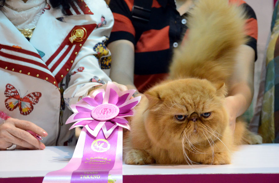 Malaysia 2012 Finale Cat Show