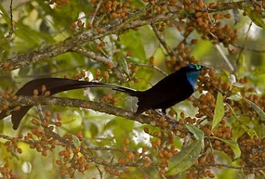 BURUNG INI INGKAP DI ATAS POHON