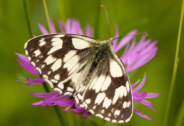 Marbled White - Whitecross Green Woods, Oxfordshire