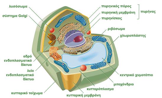 τι ειναι τα ατυπα κυτταρα