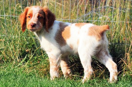 Brittany dog www.worldetalk.com Brittany dog www.worldetalk.com