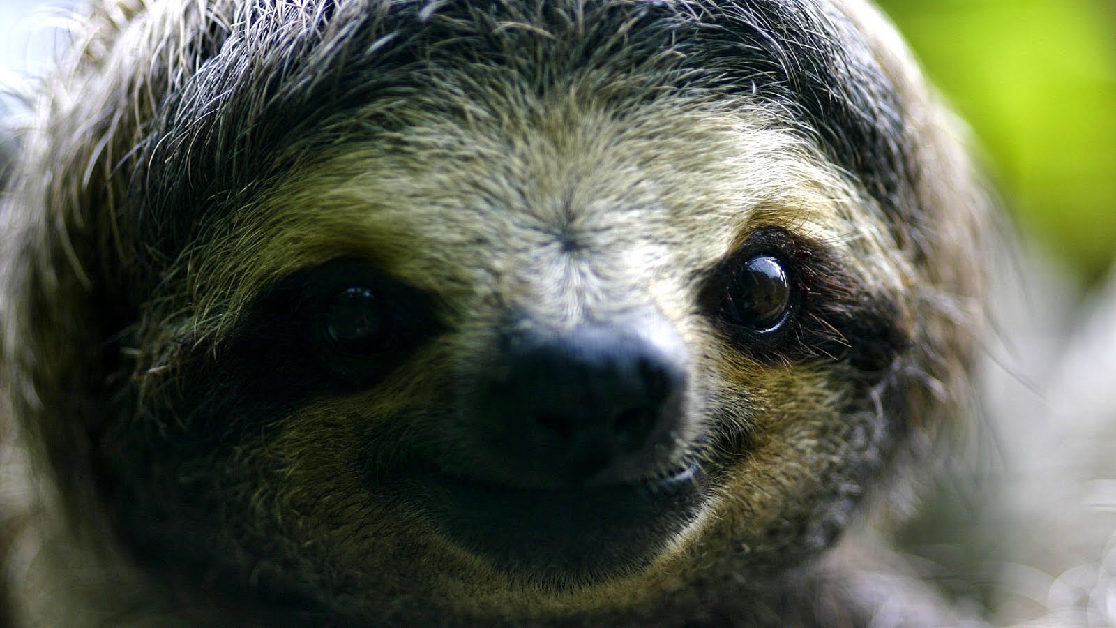 Are Sloths An Endangered Species - Danger Choices