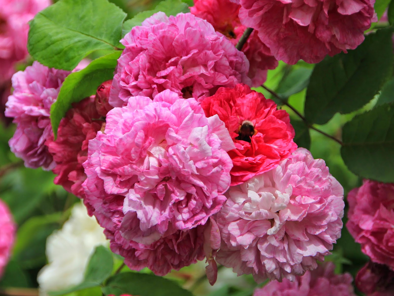 Torils garden: Seven Sisters Rose var spesielt vakker i fjor sommer