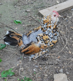 Stop Chickens From Pecking Each Other Murano Chicken Farm