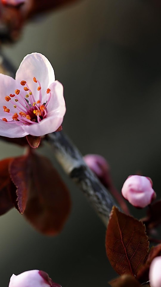 Macro Cherry Flower Bloom  Galaxy Note HD Wallpaper