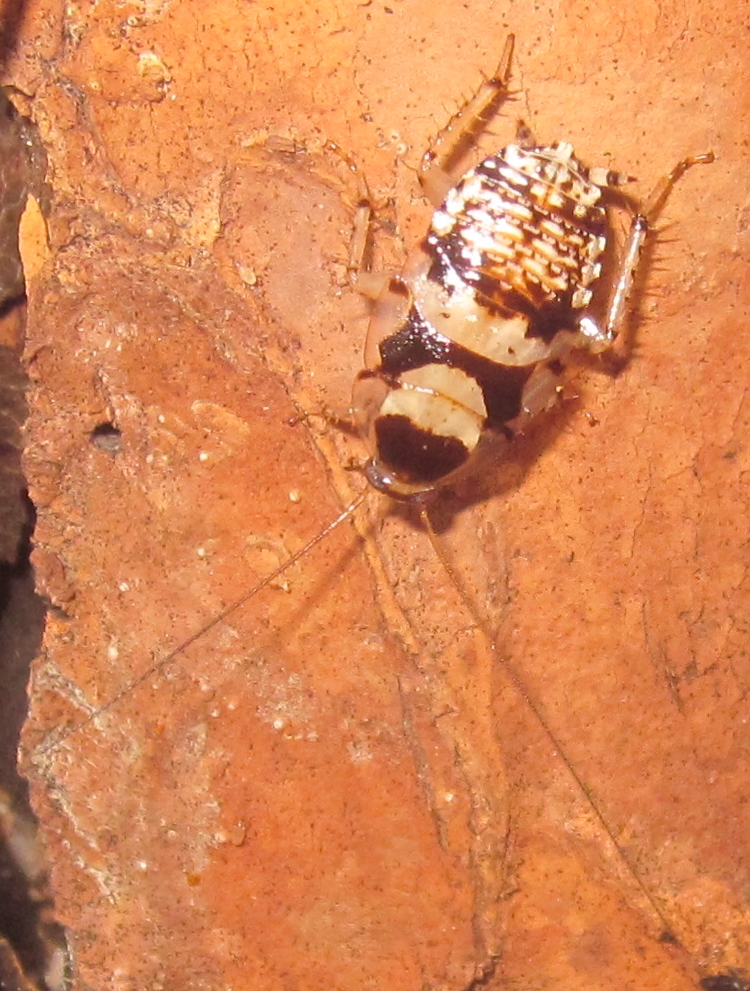 Hisserdude's Roaches B.notulata%25231