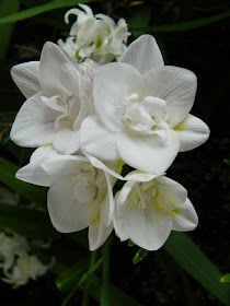 White freesias Centennial Park Conservatory 2015 Spring Flower Show by garden muses-not another Toronto gardening blog
