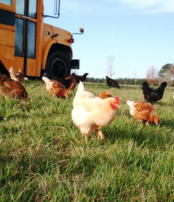 Lim yang Useful Chickens return to coop at night