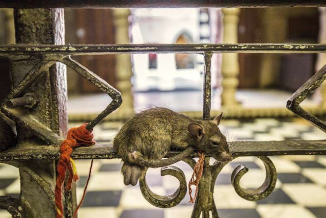Incríveis destinados habitados por animais Elfandarilha