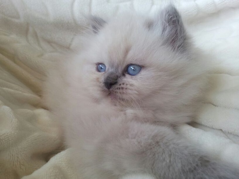 VP Kittens Himalayan Blue Point