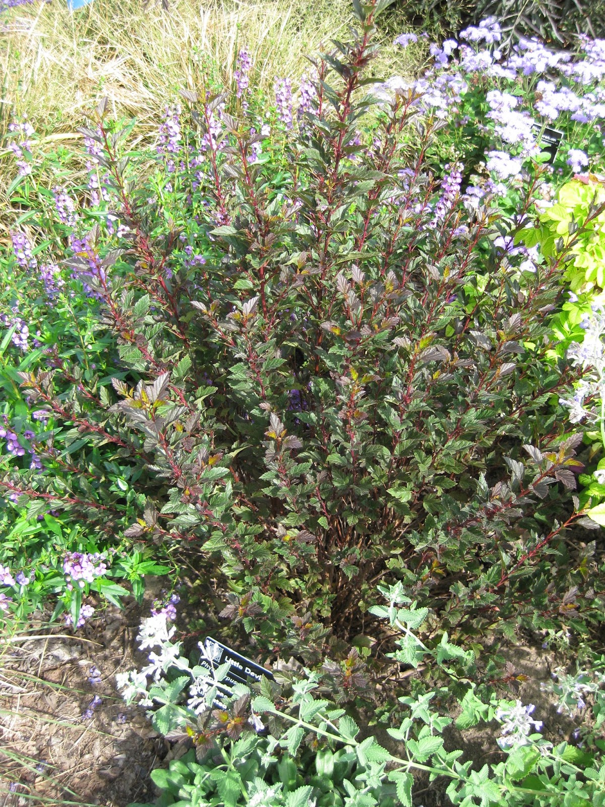 Ninebark Summer Wine Susan S In The Garden
