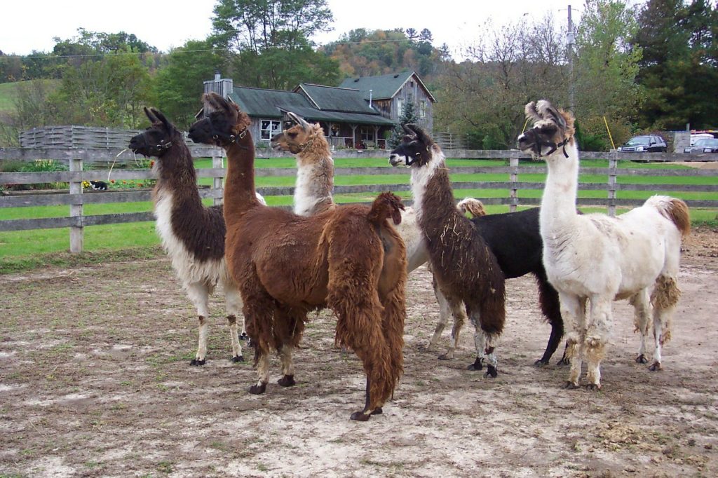 Llama Animal Introduction,Characteristics,Behavior and Pictures