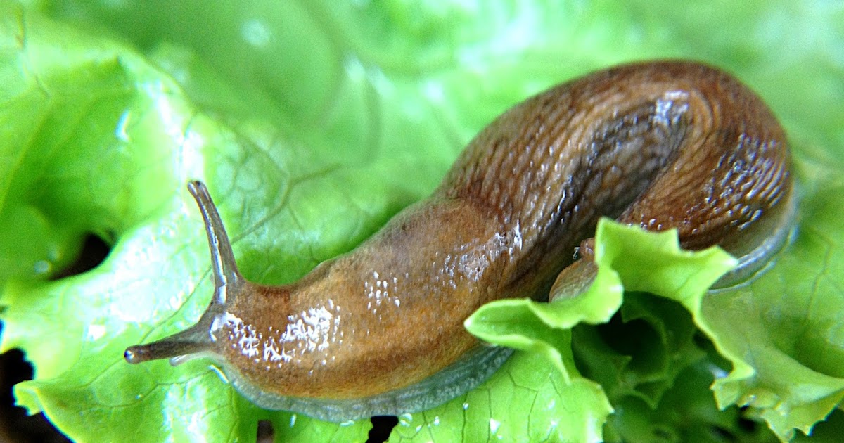 признаки слизней. слизень классификация. слизняк огородный. полевой слизень. строение слизня.