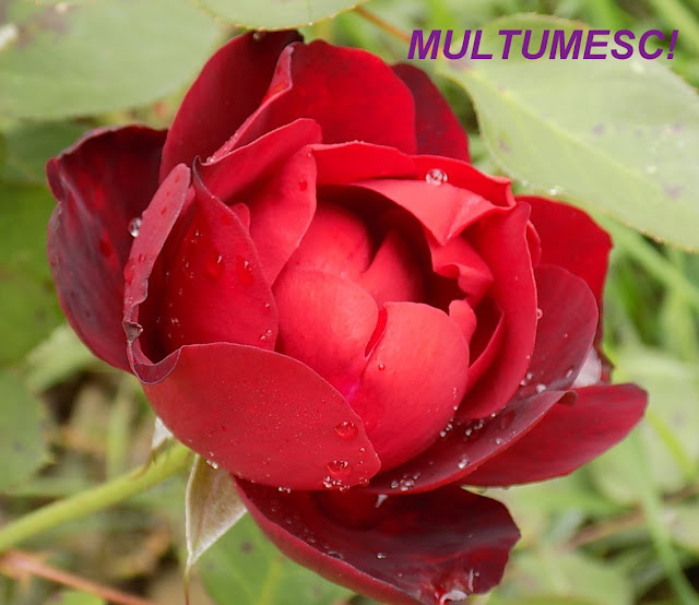 #eunumaizic MULTUMESC