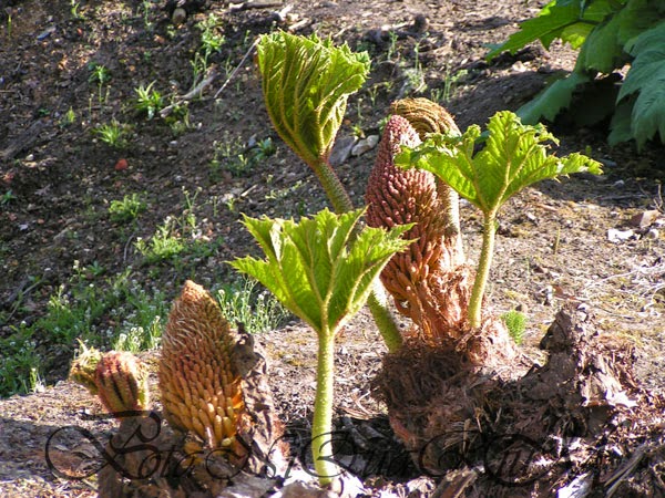 Botaniquarium - Gunnera manicata spring buds