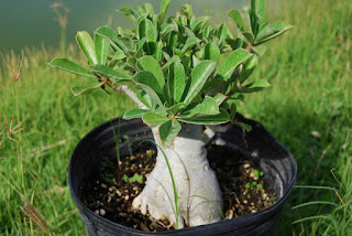 Adenium obesum, Rosa del desierto, Adenio: Cultivo,Cuidados,Poda,Reproducción Adenium obesum, Rosa del desierto, Adenio: Cultivo,Cuidados,Poda,Reproducción