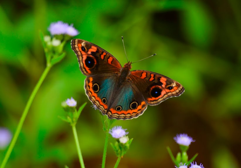 mariposa-en-el-jardin-sobre-las-flores-silvestres-.jpg