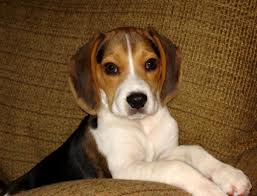 Cute Puppy Dogs: black and white beagle puppies