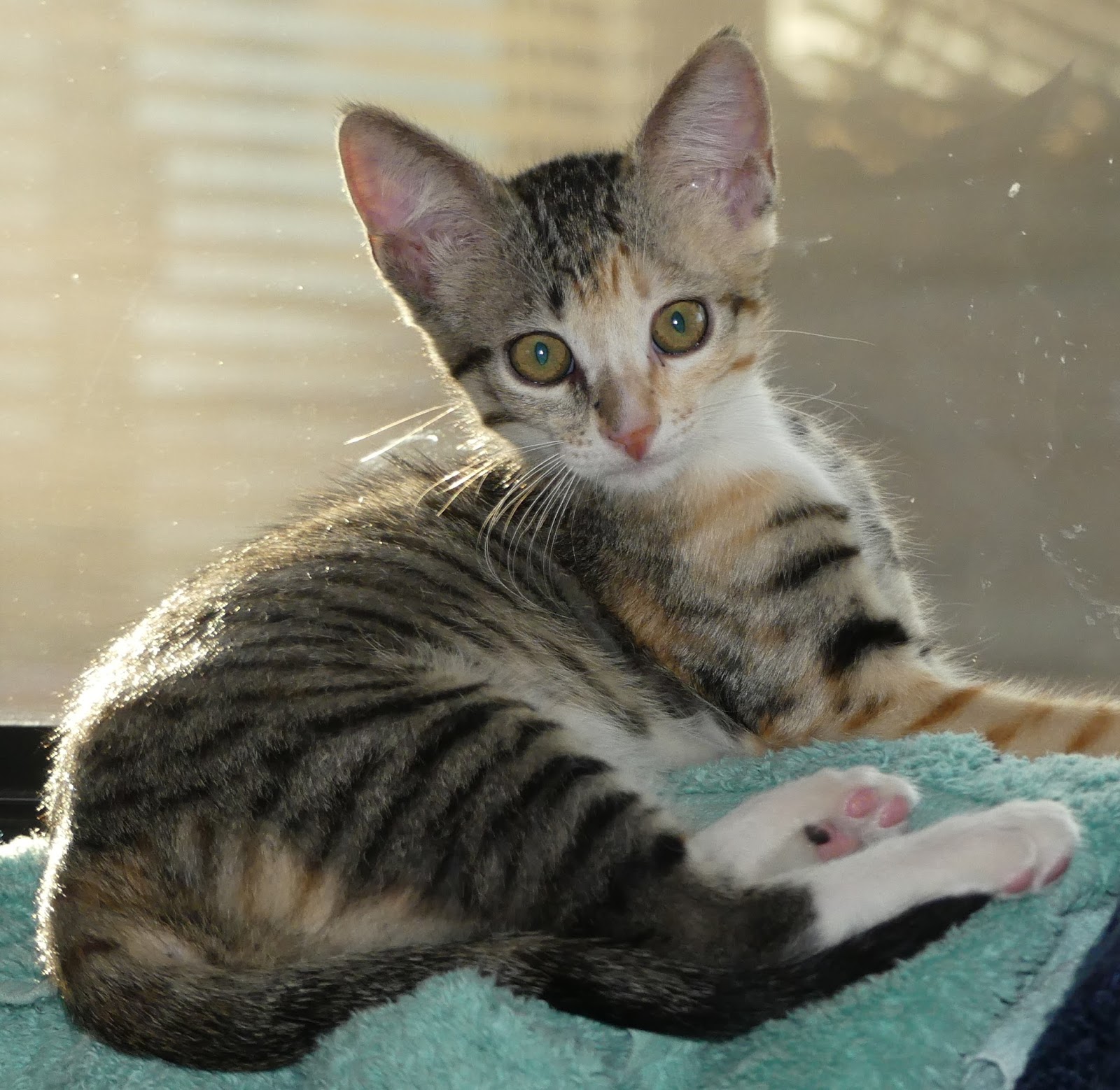 Land Cruising Adventure Kittens! Fostering in San Carlos, Mexico!