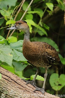 West Indian Whistling-Duck