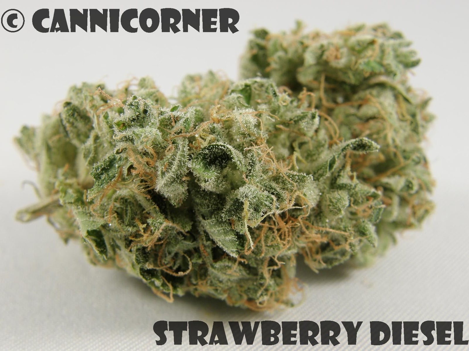 CanniCorner Strawberry Diesel (S. Cough x Sour Diesel)