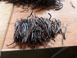 Vanilla planifolia - Vanillier - Vanille Vanilla planifolia - Vanillier - Vanille