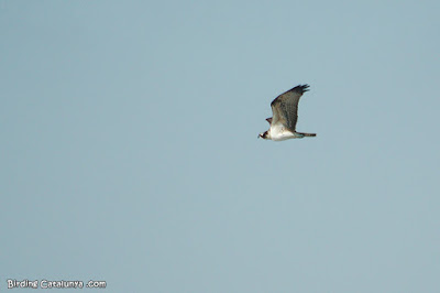 Àguila pescadora (Pandion haliaetus)