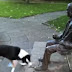 Cão fica indignado pelo fato de estátua não querer brincar com ele, veja o vídeo