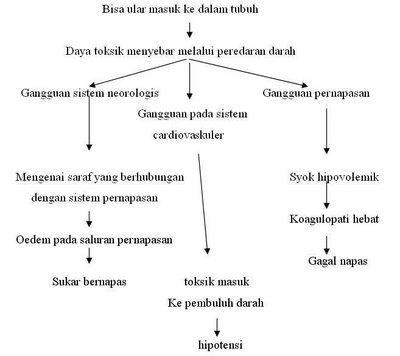 SEHAT ITU PENTING: PENATALAKSANAAN GIGITAN ULAR BERBISA