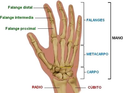 Manos Dibujo de la mano indicando las partes de los huesos que lo componen