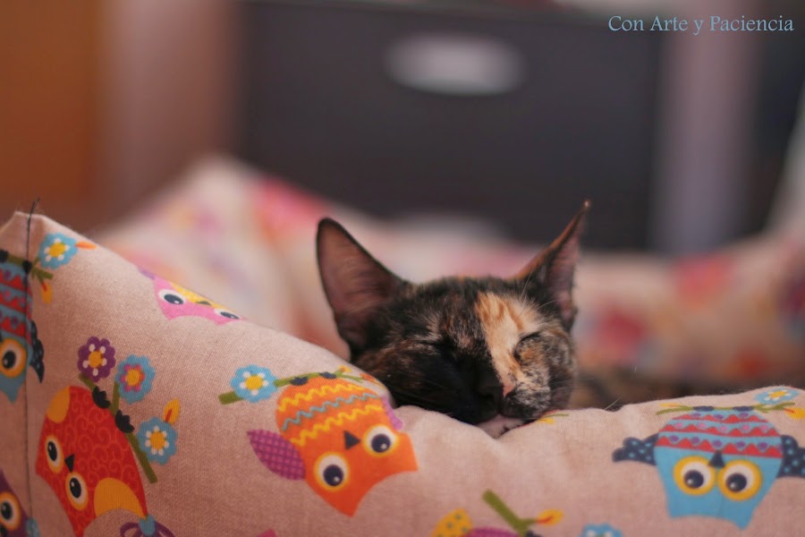 Cat,gato,gatito,kitty,bonitos,cute,tiernos,tenders,mascotas,pets,imagenes,dormir,sleep,bonitos,