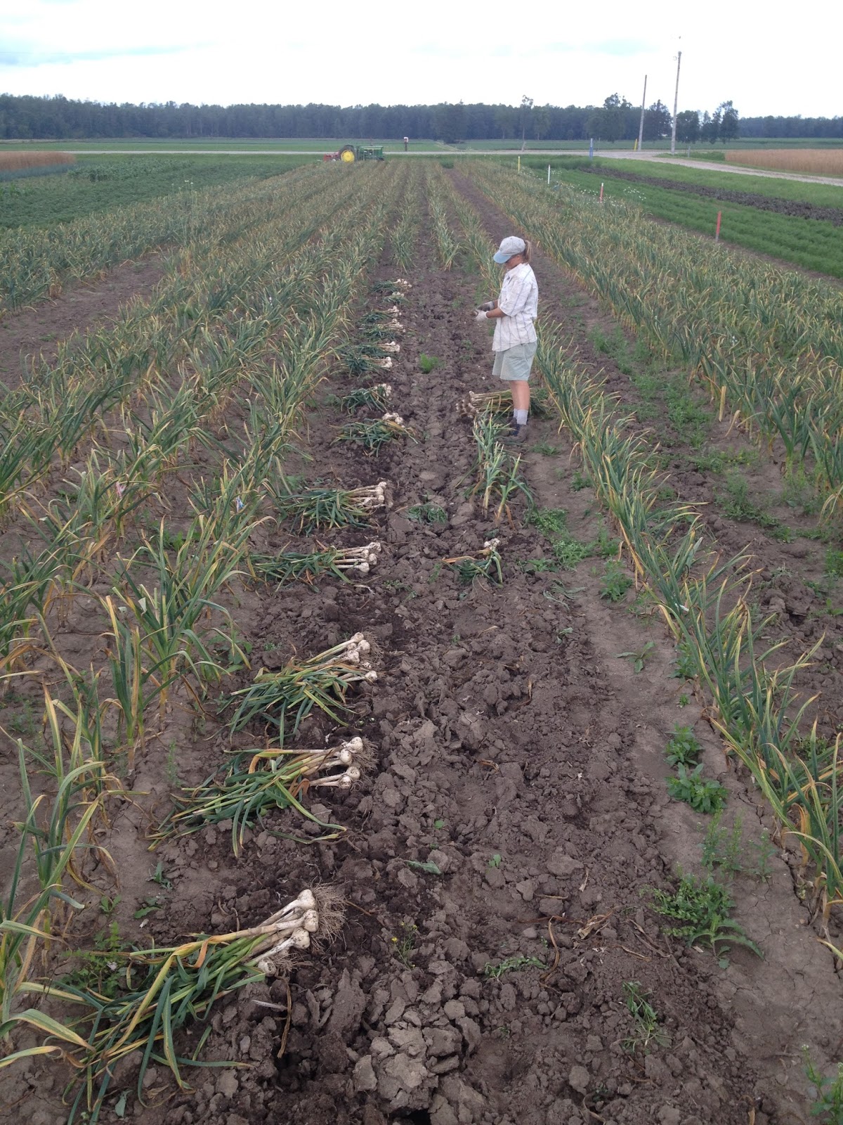 Growing Ontario Garlic Garlic Gallery