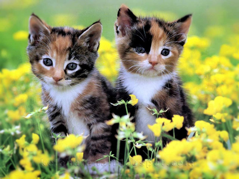 Kucing Comel vs Bunga Cantik