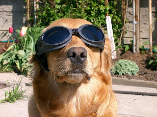 Image result for Dog in sunglasses