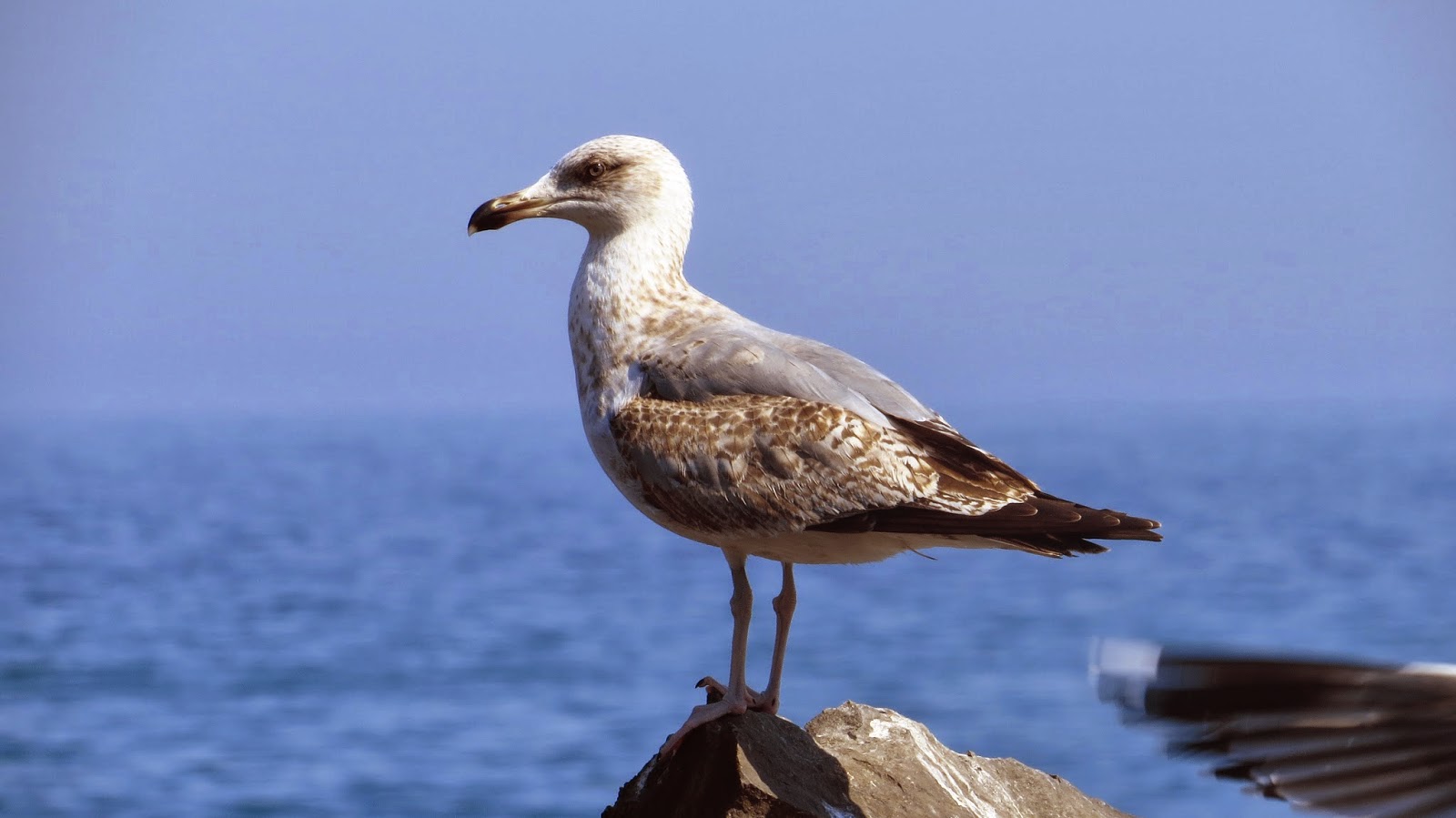 Larus.eus: Detras de las gaviotas por la costa vasca