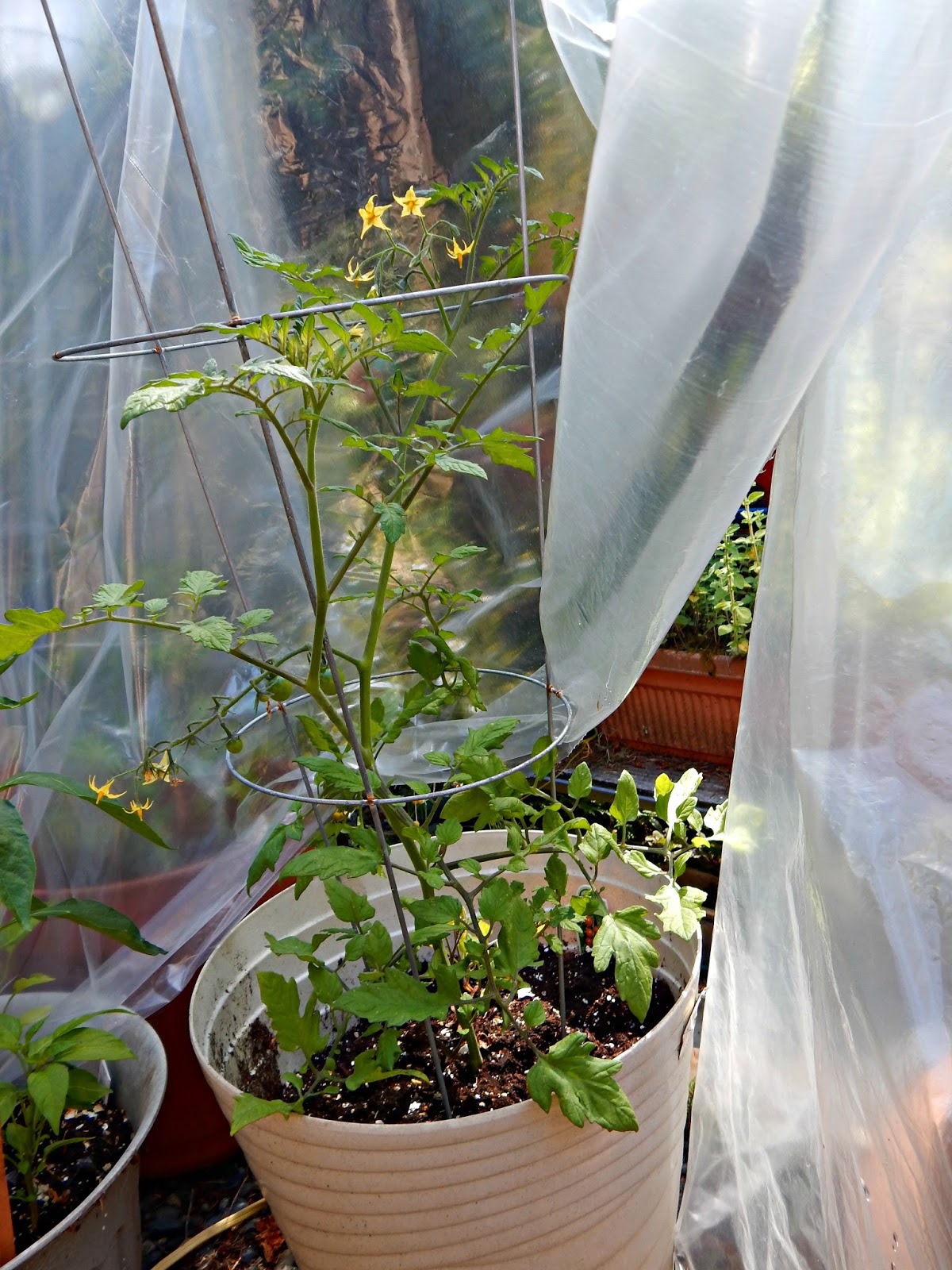 Easy Plastic Bag "Greenhouses" Proverbs 31 Woman