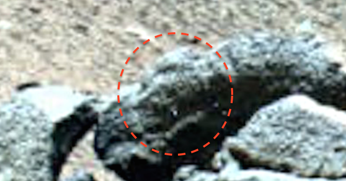 the face of mars rover the face of mars rover